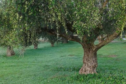 oikopedo.agrotemachio.messini012 [messini-poleitai-agrotemachio-inrealestate]