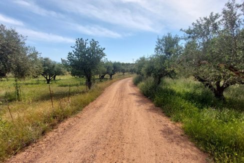 oikopedo.agrotemachio.messini03 [messini-poleitai-agrotemachio-inrealestate]