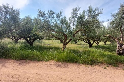 oikopedo.agrotemachio.messini05 [messini-poleitai-agrotemachio-inrealestate]