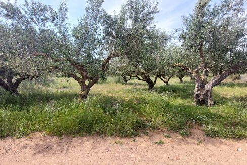 oikopedo.agrotemachio.messini06 [messini-poleitai-agrotemachio-inrealestate]