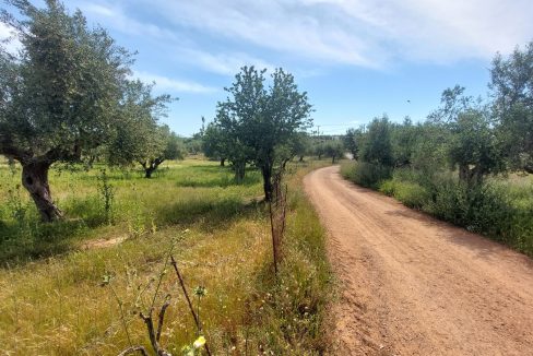 oikopedo.agrotemachio.messini07 [messini-poleitai-agrotemachio-inrealestate]