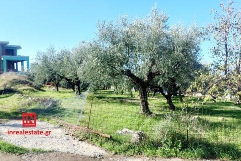 for-sale-agriomata-verga-kalamata-inrealestate (15)