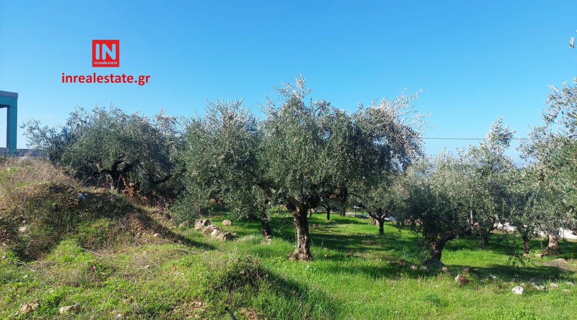 for-sale-agriomata-verga-kalamata-inrealestate (17)