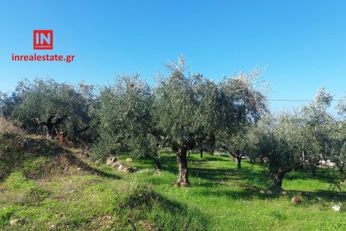 for-sale-agriomata-verga-kalamata-inrealestate (17)
